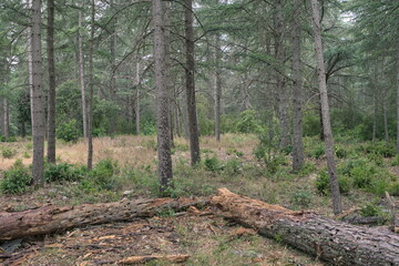 The way of the cedar. Hiking through the centuries-old cedars in the biological reserve of Petit du Luberon