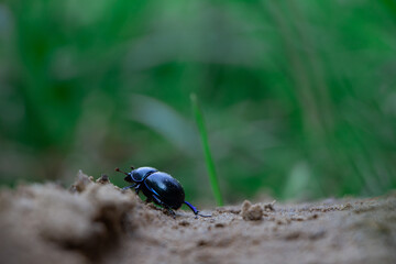Micro bug
