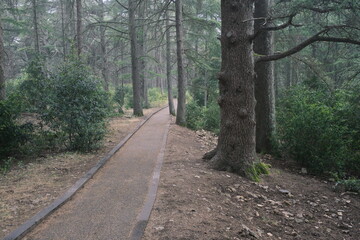 Fototapeta premium The way of the cedar. Hiking through the centuries-old cedars in the biological reserve of Petit du Luberon