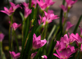 The Indian lily moth (Polytela gloriosae) caterpillar is a moth of the family Noctuidae. Lily caterpillars are eating Pink rain lily (Zephyranthes rosea) flower plants. The Lily caterpillar feed.
