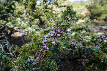 Close-up of juniper berries growing on tree. Evergreen tree for essential oil pharmacy remedy. Beauty, spa, cosmetic ingredient of product. Juniper twig. Juniper tree in nature - 448131445