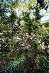 Close-up of juniper berries growing on tree. Evergreen tree for essential oil pharmacy remedy. Beauty, spa, cosmetic ingredient of product. Juniper twig. Juniper tree in nature