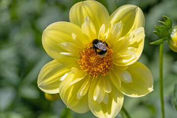 Dahlien-Blüte