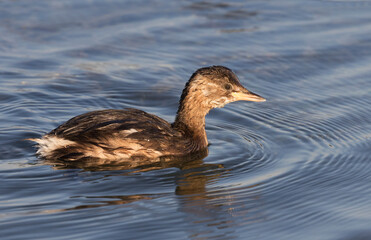 Little Grebe