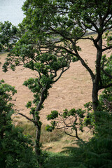 Trees and a field on the isle of Bute
