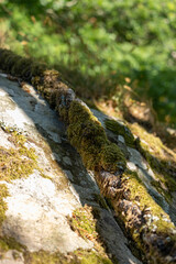 moss on an old rope
