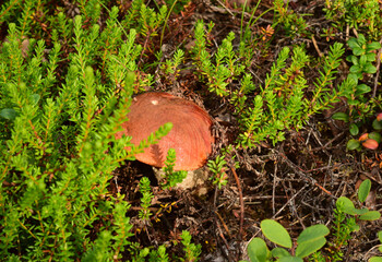 mushroom in berry bushes in summer