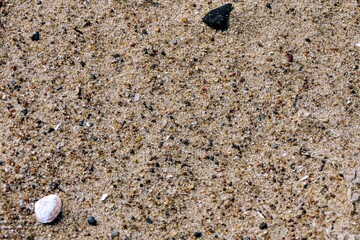 shells on the beach