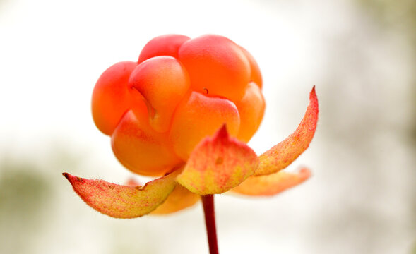 ripe marsh berry cloudberry close-up in summer