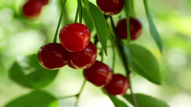 Juicy ripe red cherries on the tree are developing in the wind. Cherries in the garden, summer berries. Organic harvest.
