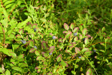 blueberry bushes with berries