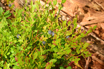 blueberry bushes with berries