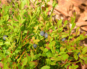 blueberry bushes with berries