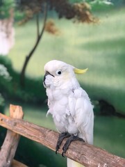 white cockatoo parrot