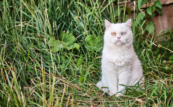 Portrait of a cute domestic white cat with different eyes looking at camera on a background of wild grass.