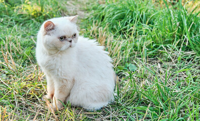 Naklejka na ściany i meble Portrait of a cute domestic beige cat with wide pupils looking attentively somewhere Exotic breed, red point color. Banner