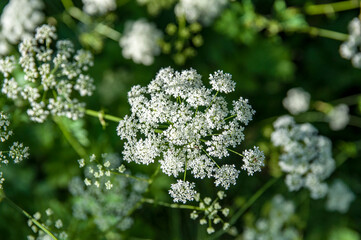 Flores silvestres en La Fuentona, Soria, Castilla y León, España