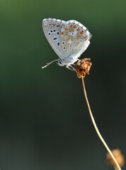 Butterfly Adonis Blue 