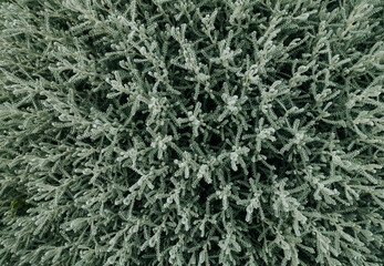 Sagebrush blooming close up