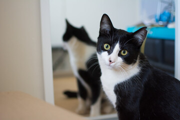 The cat in the mirror
