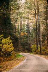 Asphalt road path pathway walkway through autumn forest