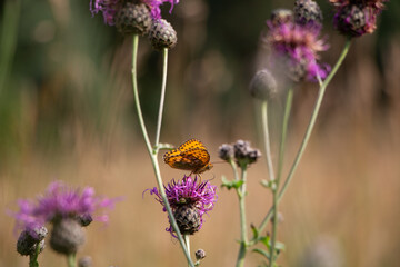 Batterfly on the flower