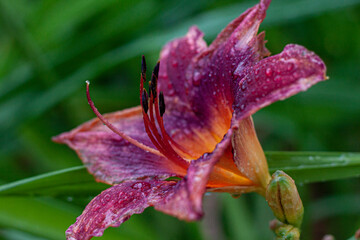 lily flower