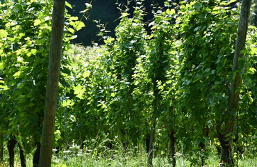 Obraz premium vignes