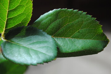 rose leaves