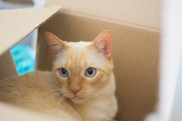 Cats and Cardboard Boxes
