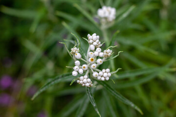 flowers in the grass