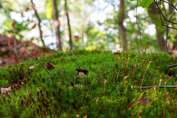 macro landscape in the forest