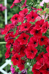A cascade of rich scarlet flowers with dark centers of ampel petunias of the 'Deep red' variety in...