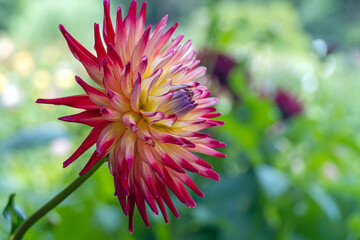 Dahlien-Blüte