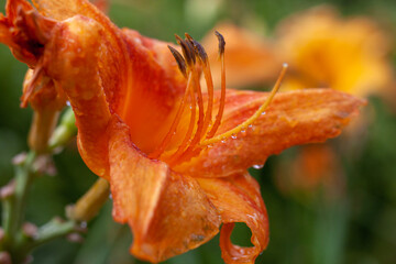 orange lily flower