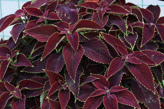 The dense foliage of the rich maroon color of the decorative garden plant coleus of the variety 'Chocolate Mint'