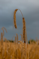 A meadow of wheat ready to harvast. Under the dark sky the crops give an golden glow by the sun, creating an awesome contrast like in a painting of the golden era