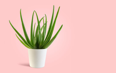 Aloe vera plant on pink background with copy space