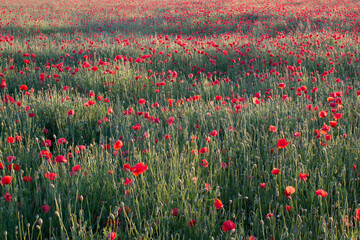 Field of poppies in the rays of the setting sun