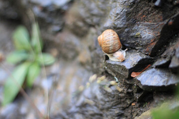 snail on a tree