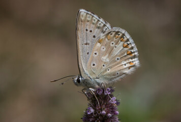 Anatolian Chalk Blue