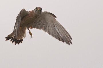 The different faces of Australia