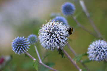 thistle and bee