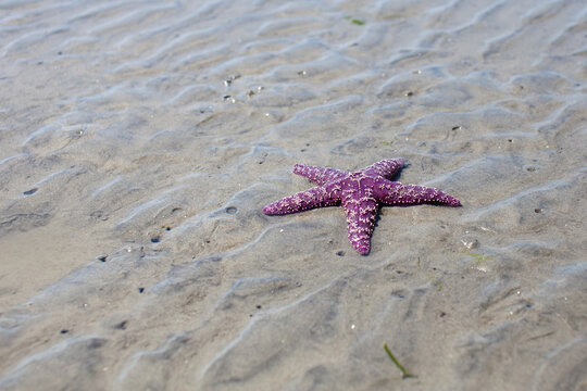 A Ochre Starfish (Purple sea star) found on a beach in British-Columbia's Sunshine Coast.