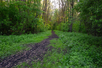 path in the forest