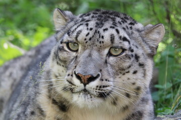 Fototapeta na wymiar Snow leopard Panthera uncia portrait