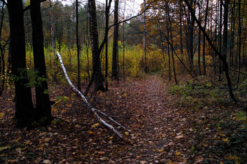 autumn in the forest