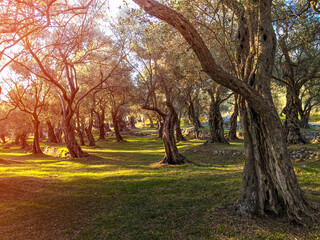 Olive trees with sunset light