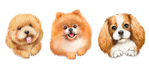 Watercolor illustrations with dogs, set of three dogs, red poodle, cavalier king charles spaniel, red spitz 
