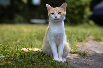 White and red homeless cat with green eyes sits on the grass in the backyard